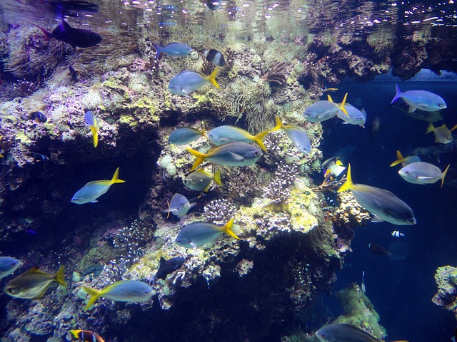 aquarium