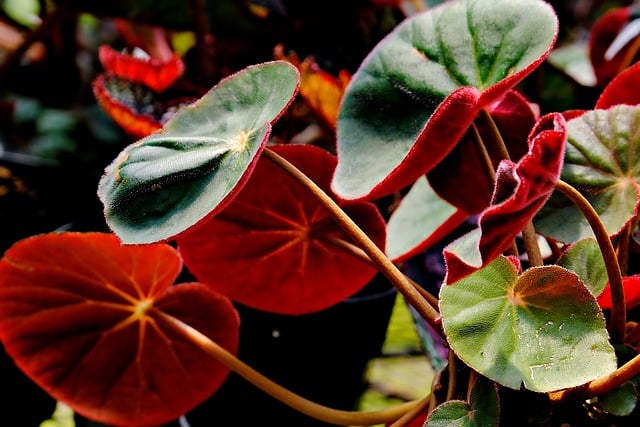 nature