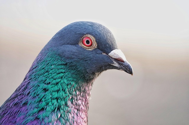profile