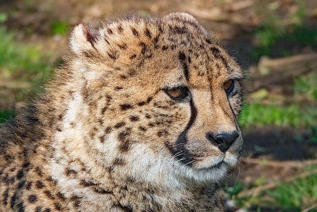 adult