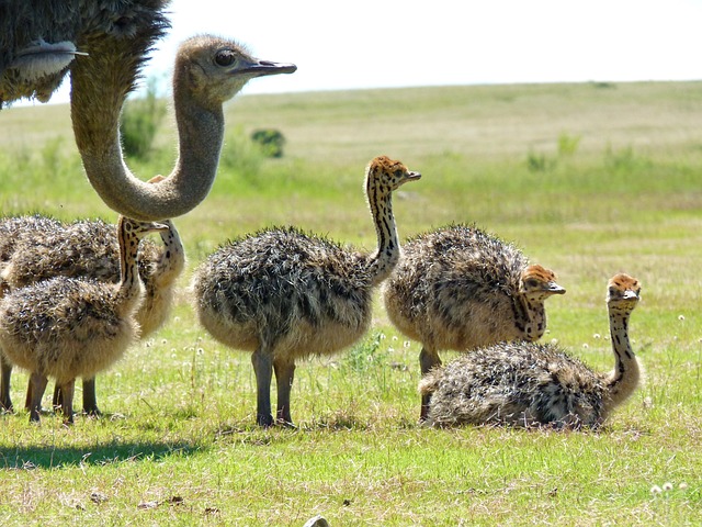 mama