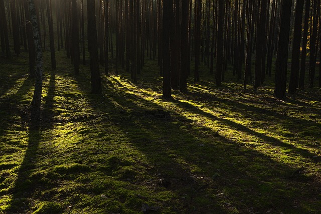 landscapes