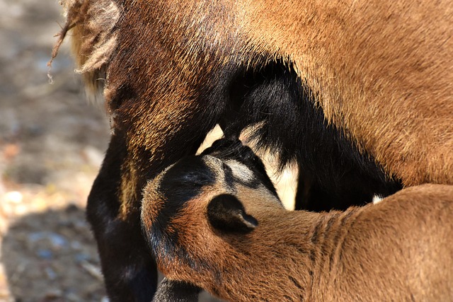 mama